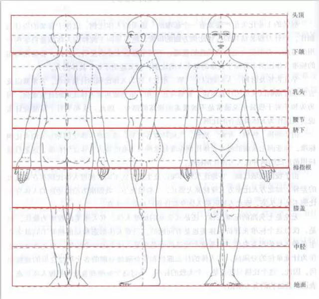 为什么人物总是画不好?人体比例了解一下