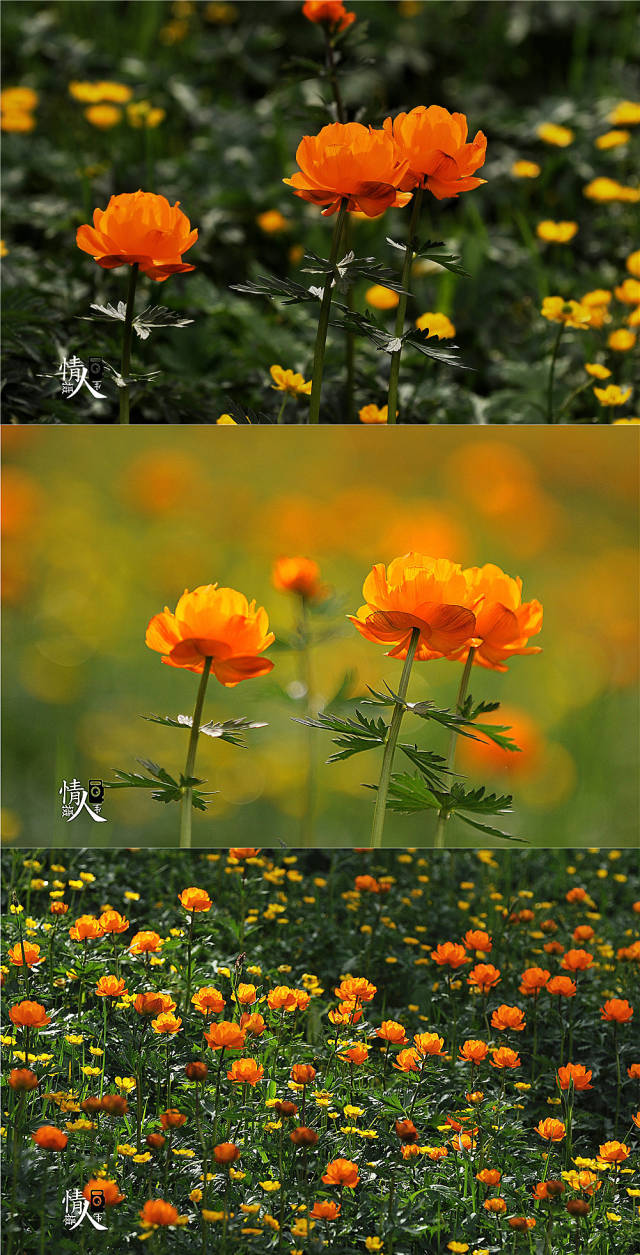 看不够停不下的喀纳斯:草原金莲花