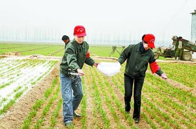 下雨天一定不要去地里撒化肥!雷雨天撒施化肥浪费严重