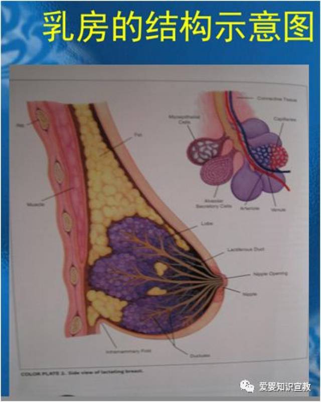 乳头的形状有时使孩子很难很好的含接.