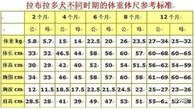 狗狗年龄对应的体重标准,你知道吗?