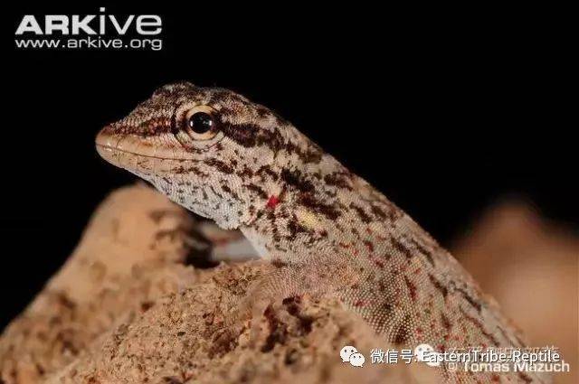 【东邪图鉴】pristurus锯尾虎属:蝎子守宫scorpion tailed geck