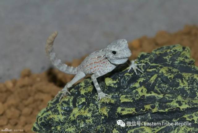 【东邪图鉴】pristurus锯尾虎属:蝎子守宫scorpion tailed geck