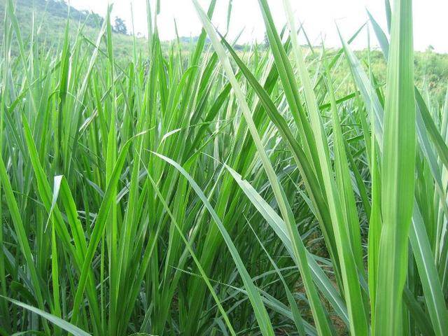 优质饲料甜象草的种植管理及青贮方法