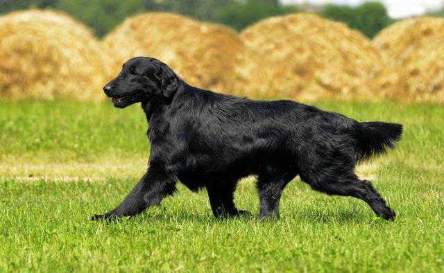 最适合当伴侣犬的,5种猎犬,二郎神的哮天犬也是其中之