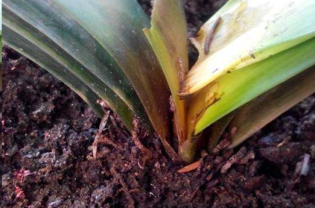 在网上如何买到君子兰 f9b2c7107a7448f98e4777b45e99c959.jpeg