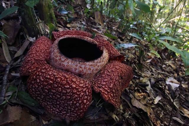 大王花(rafflesia)是世界上最大的花,产自马来西亚,印度尼西亚的爪哇