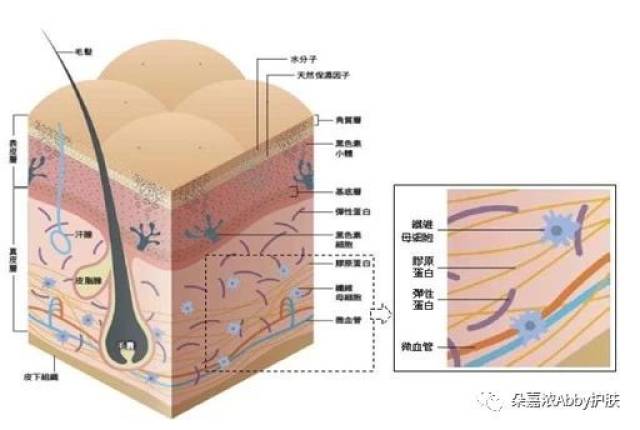 真皮(dermis)由胶原纤维、弹力纤维、基质，细胞成分、,皮肤附属器及血管、