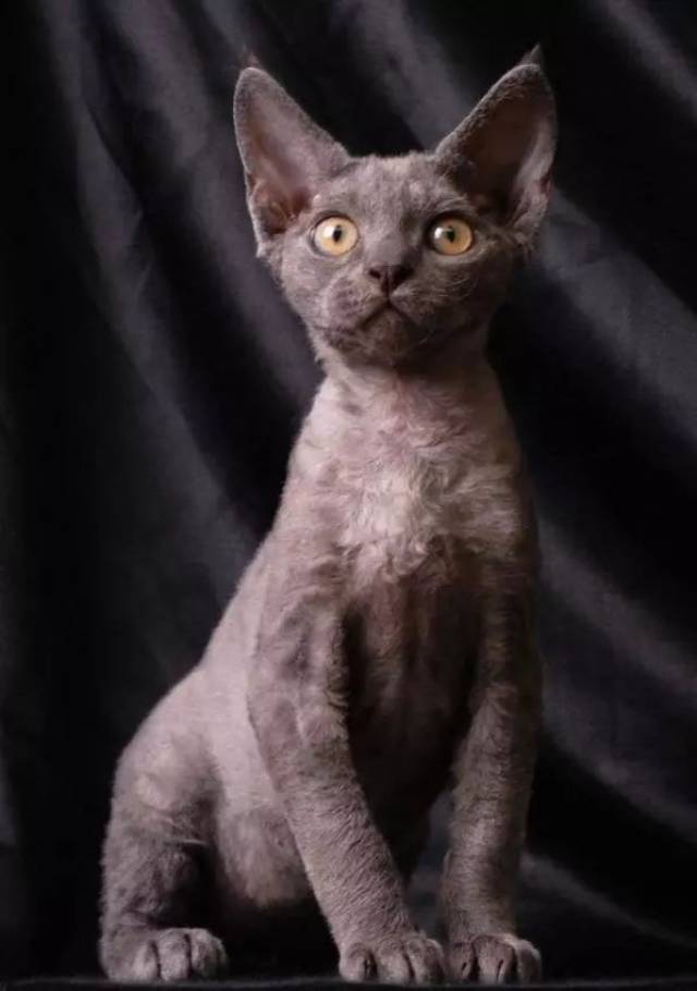 卷毛猫分柯尼斯卷毛猫(cornish rex)和德文卷毛猫(devon rex)以及