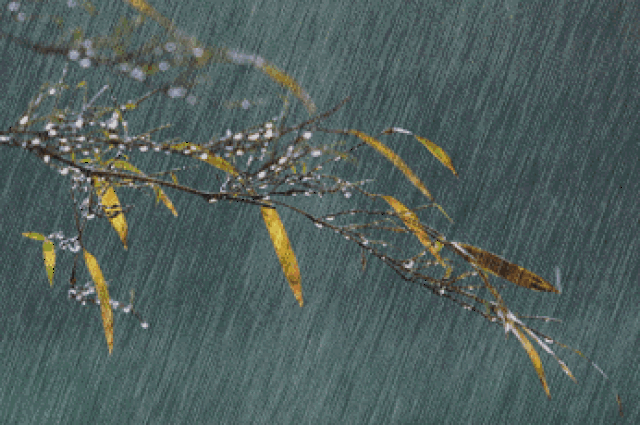 落花人独立,微雨燕双飞!古诗词中的雨,好