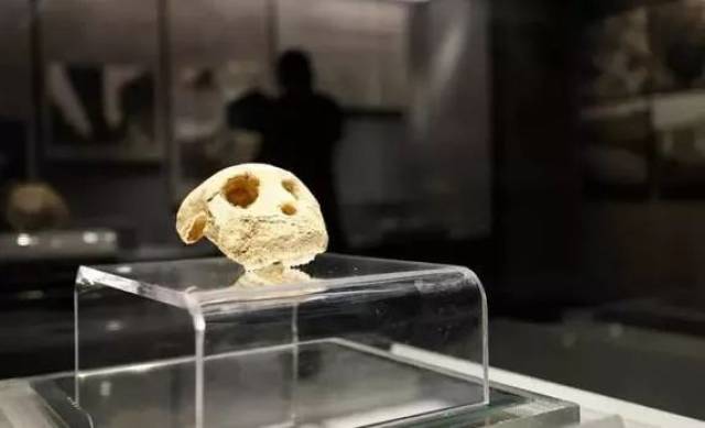 邵阳这颗10万年前的猕猴头骨化石,牙齿还历历在目