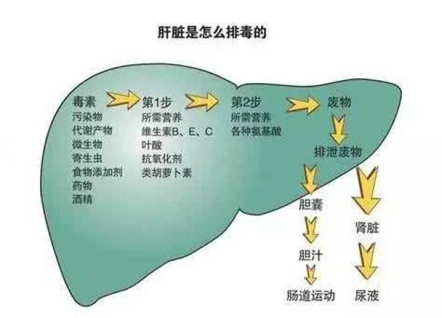 毒素过多会致癌!医生告诉你,这些方法让你轻松排毒!