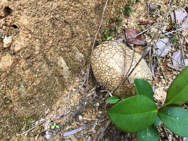 沙地里一种"蘑菇",城里一斤能卖50块,农村人却很少吃