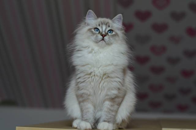 图谱布偶猫有哪些颜色及花色-dollgarden深圳布偶猫舍