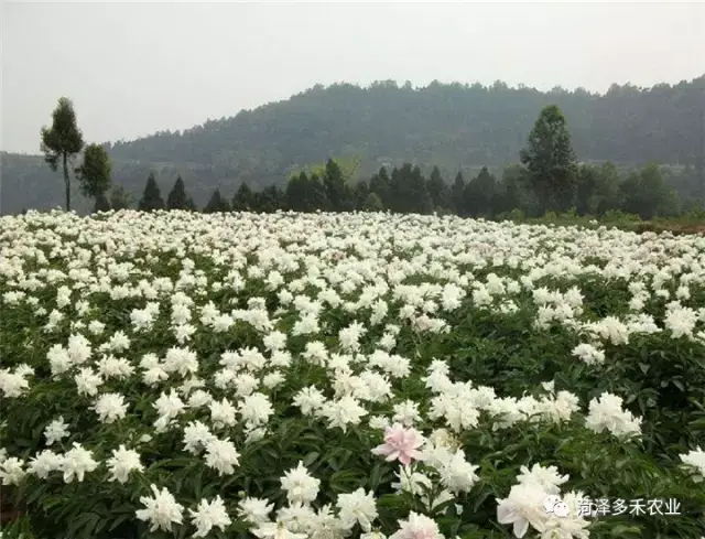 中药材芍药种植注意要点