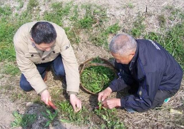 全村第一个大学生,挖野菜带领村民致富,3年总资产达500万