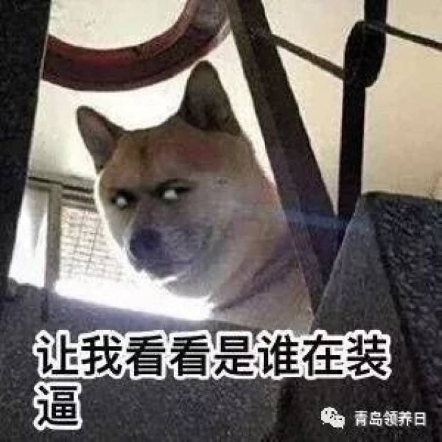 嘲讽的笑 狗子这么可爱 就允许它偶尔犯犯傻吧 正好可以拿来做表情包