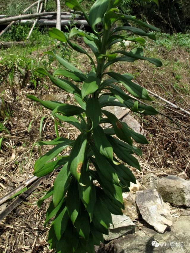 据《宁波珍稀植物》记载, 黄花百合在宁波象山,奉化曾有发现,生于