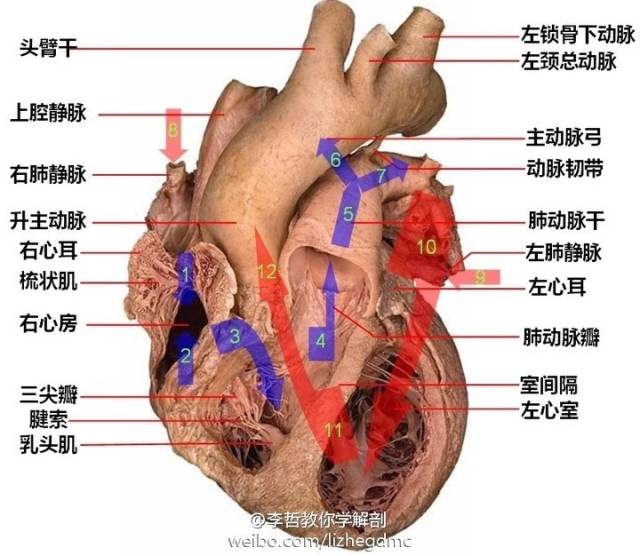 这么美的医学解剖图,珍藏吧!