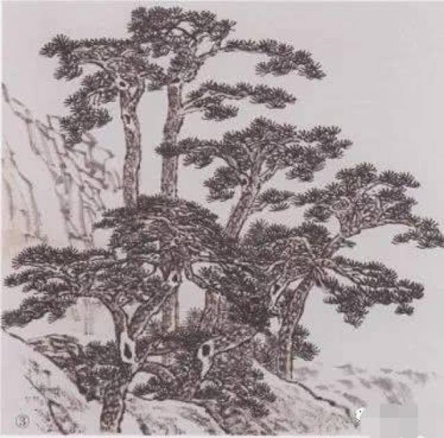 松树的基础画法图解,松树的各种画法,松树的结构及作画步骤详解