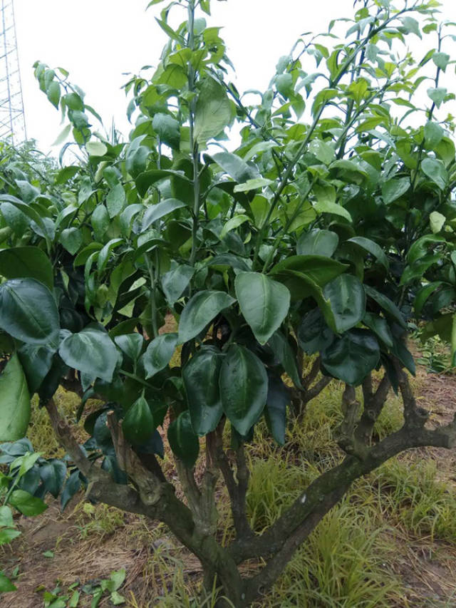普通沃柑和沃柑098有何区别看叶片