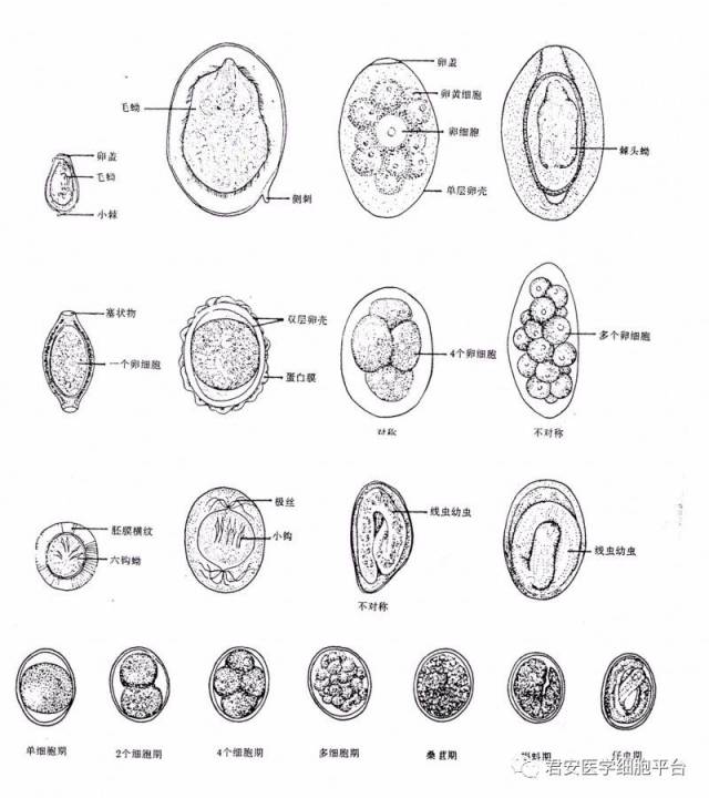 鉴定虫卵专业术语图