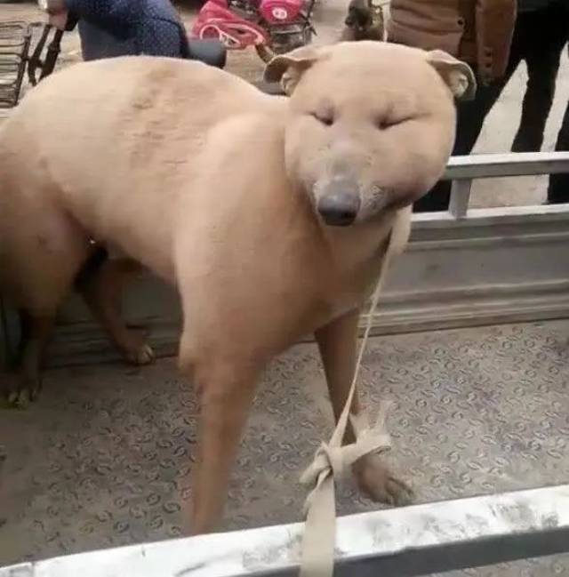 狗市上发现一只特别的狗狗包子脸小缝眼主人一番话让人笑哭