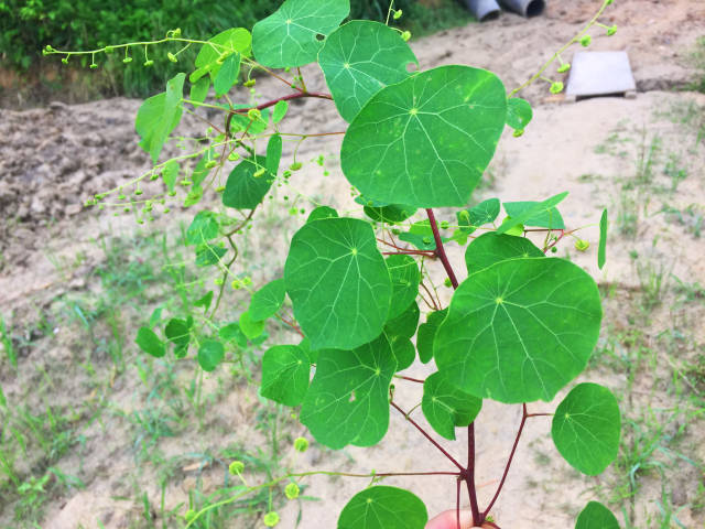 金线吊乌龟又被称为地不容或白药子,它具有清热解毒,消肿止痛等功效