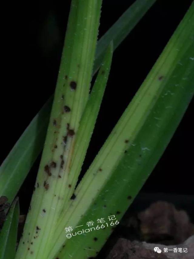 其实在兰花上预防根结线虫这里存在一个误区,那就是根结线虫的危害