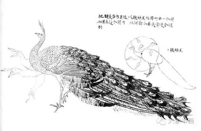 孙其峰先生《花鸟画谱》之孔雀的画法