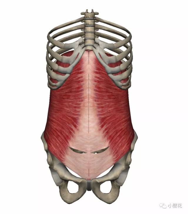 腹横肌在最深层,他的功能是与其他腹肌协同收缩,增加腹压,协助完成