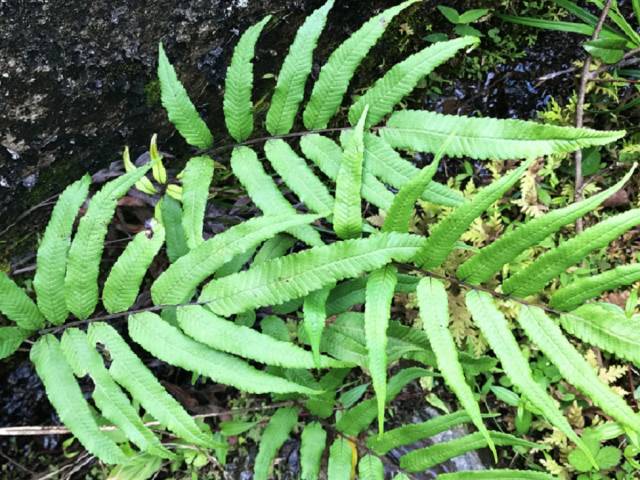 这种"蕨菜"做盆栽很漂亮,一盆能卖15元,却常被农民忽视