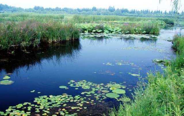 夏日炎炎向水而行 北京这些湿地公园你去过吗?