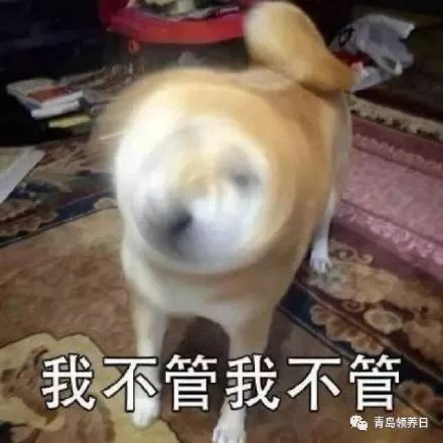 嘲讽的笑 狗子这么可爱 就允许它偶尔犯犯傻吧 正好可以拿来做表情包