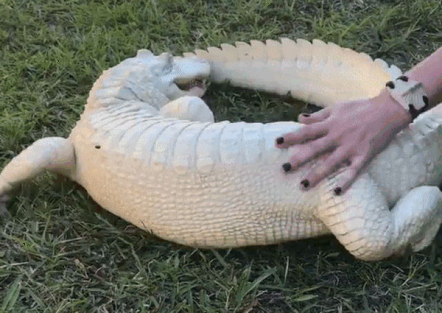 十分罕见的白色鳄鱼 其颜值爆表 实力证明"一白遮百丑