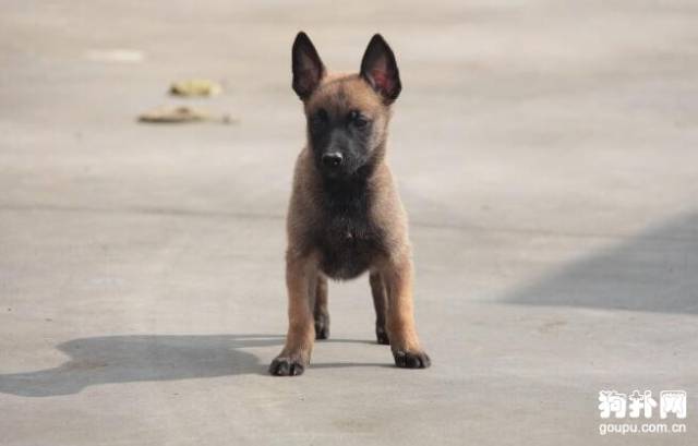 马犬幼犬怎么养,马犬喂养攻略