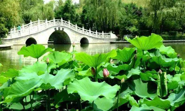 在西安看大明湖畔"夏雨荷"