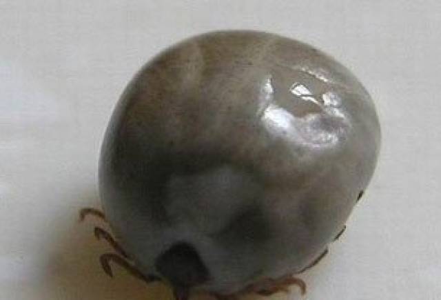 一家三人被蜱虫叮咬,结果二死一伤! 小小蜱虫为