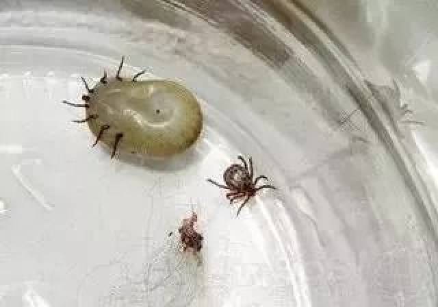 夏季是蜱虫叮咬高发期