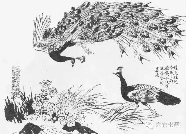 孙其峰先生《花鸟画谱》之孔雀的画法