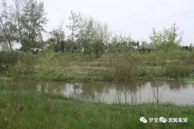 新铺镇境内的邓家河湿地公园,如今成为孝感高新区的一块招牌.