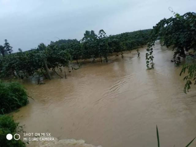 根暴雨不断涌入地势低洼的果园放眼望去一片混黄雨水进店肥料和农药