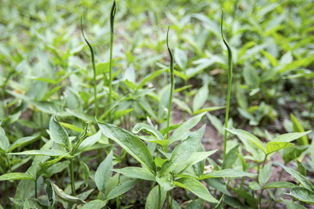 河南卫辉:三叶小草无心菜,此草只在庙中生,走遍天下难寻觅