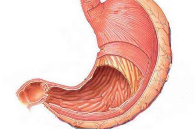 胃疼,反酸,胃炎症状是胃黏膜受损的信号,修复要靠"它"