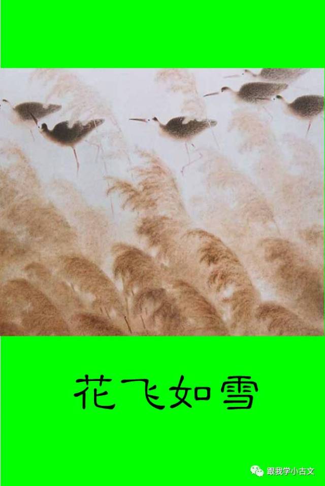 小古文诵读·芦花(100-3)