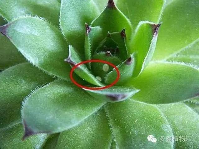 多肉怎么种植在家不死亡 51780a4413e14db2abe056333b9440f5.jpeg