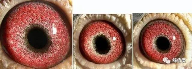 【鸽赏图】国内外黄金配对鸽眼