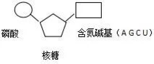 a 腺嘌呤g 鸟嘌呤 c 胞嘧啶t 胸腺嘧啶