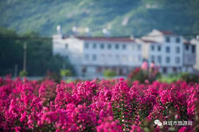 7  乡村旅游 时间:待定 以栗香公园,紫薇山庄,千亩红莲基地为中心