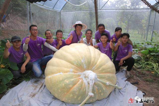 记者在现场看到,温室大棚内的"庞然大瓜",吸引许多特地前来观赏的游客